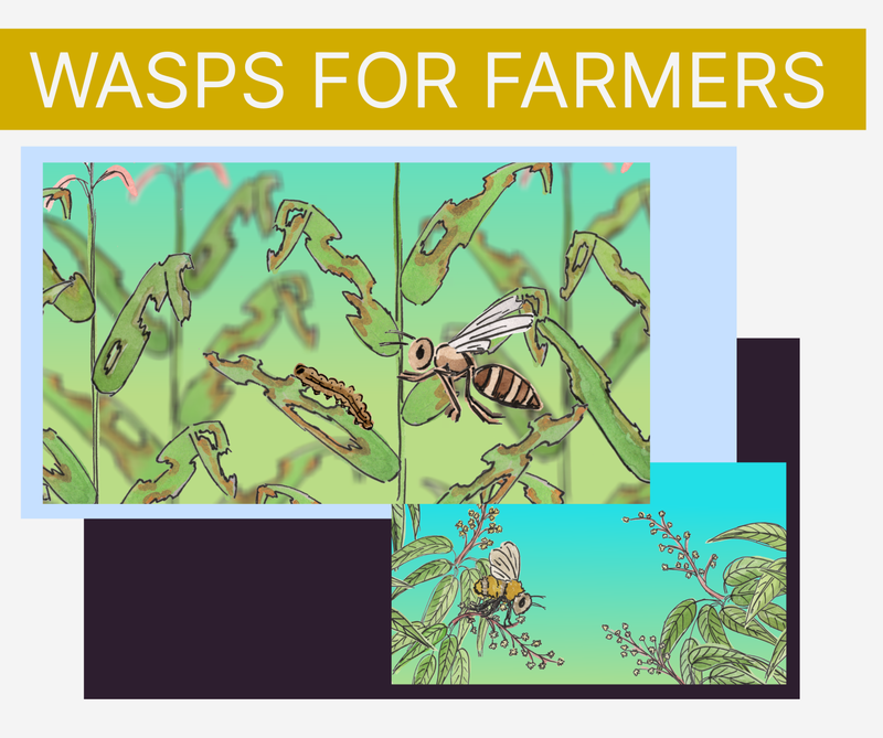 Image with the title &#x27;wasps for farmers&#x27; and two pictures - one cartoon-like illustration of a wasp about to land on a caterpillar that has been eating some maize leaves, and another of a bee sat on a mango flower.