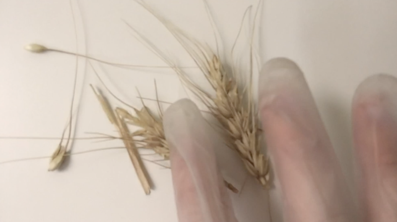 Assessing smoke tainted wheat