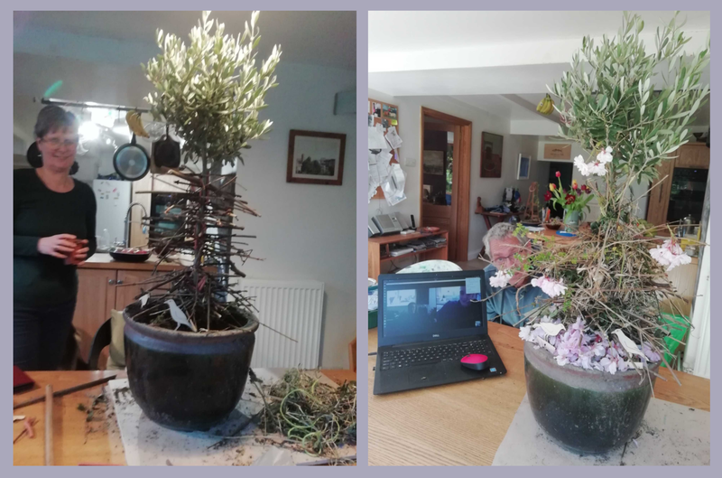 Two photos - on the left is a potted olive tree on a table, with sticks around its trunk and a person in the background, on the right is the same structure with more twigs and moss around the trunk, decorated with petals and two wood birds - there is someone crouching behind it peering through.