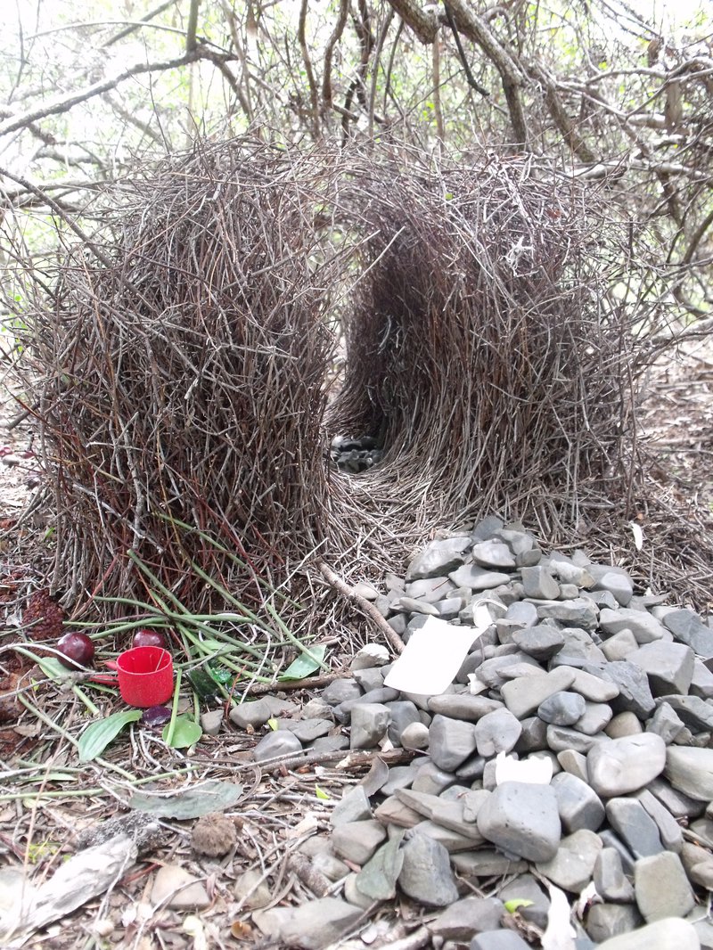 Bower made by a bower bird, consisting of lots of twigs made into a tunnel-like structure. In front of the tunnel are various grey stones, a red plastic cup, some leaves, and what might be fruit.