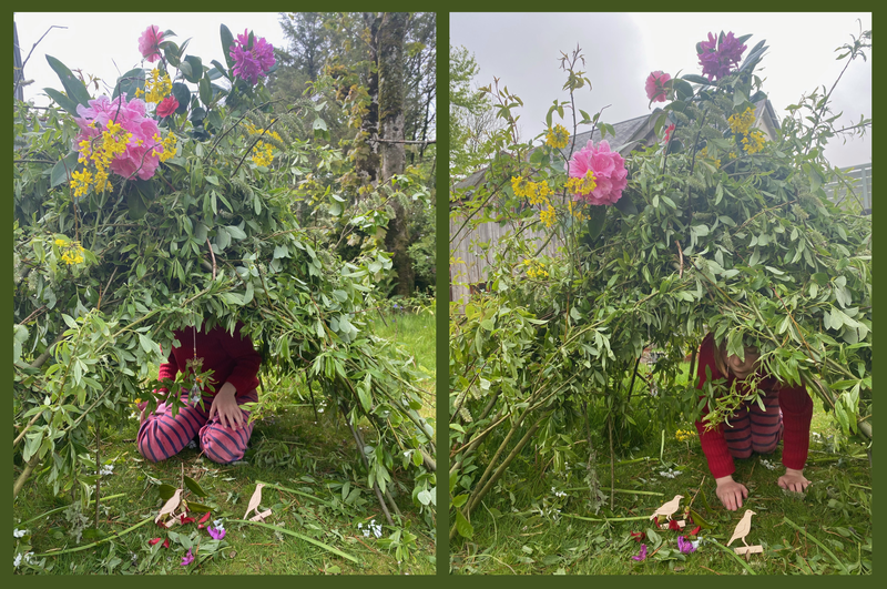 Two photos of a bower structure built in a garden on a grass lawn, it is a tent like structure made from sticks with lots of leaves and pink and yellow flowers, and a child hiding in it, along with two small wood bower birds